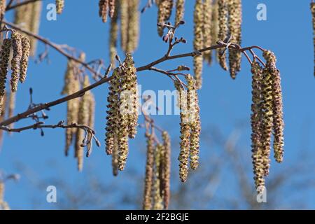 Alder (Alnus glutinosa) unopened purple tinged male catkins with smaller female catkins against a blue sky in late winter, March Stock Photo