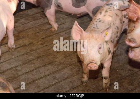 pigs on a farm with black spots Stock Photo