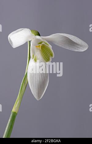 Single snowdrop (Galanthus vivalis) flower showing green veined inner and white outer perianth with six tepals, against a neutral background. Stock Photo