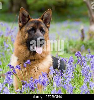 German Shepherd Dog, Alsatian, in spring flowers Stock Photo