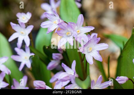 The flowers of squill 'Pink Giant' (Scilla 'Pink Giant') Stock Photo