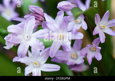 The flowers of squill 'Pink Giant' (Scilla 'Pink Giant') Stock Photo