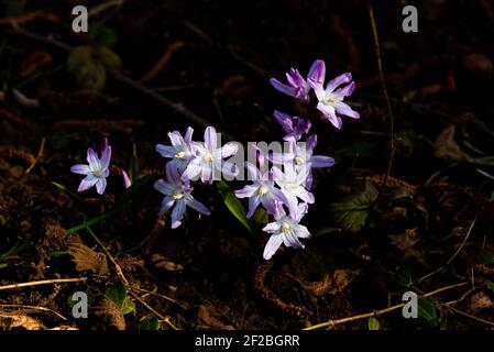 The flowers of squill 'Pink Giant' (Scilla 'Pink Giant') Stock Photo