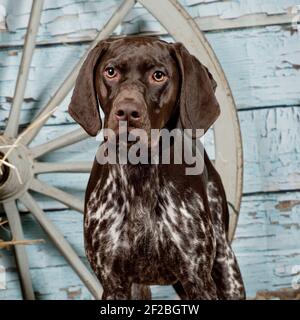 German Shorthaired Pointer dog Stock Photo