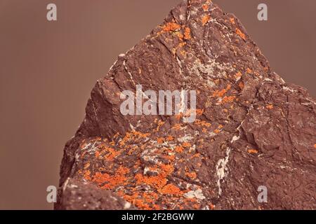 Red Rock, Orange Moss -Near the Deer Park campground, in the Olympic National Park, this reddish-brown rock has some bright orange moss growing on it. Stock Photo