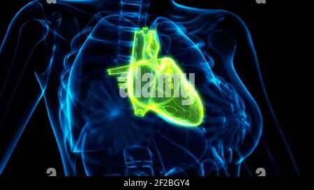 medicine 3d illustration, human heart pain x ray scan Stock Photo