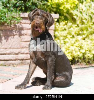 gwp, german wirehaired pointer, sitting Stock Photo