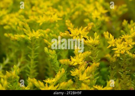 Insect ant crawls on small yellow flowers. Yellow background. Juicy greens Stock Photo