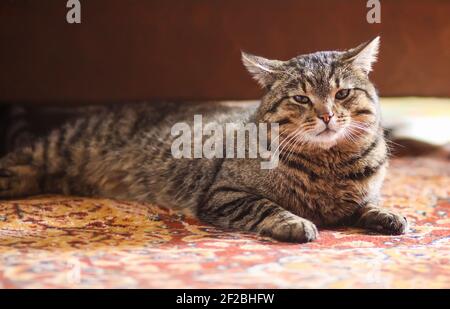 Lazy striped domestic cat relaxing on colorful carpet at home Stock Photo