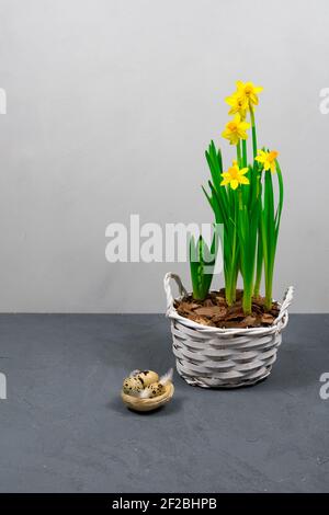 Yellow daffodils with bulbs in a large pot with eggs for Easter on the background of a gray wall. Stock Photo