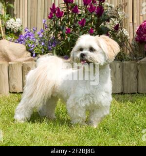 Lhasa Apso dog Stock Photo