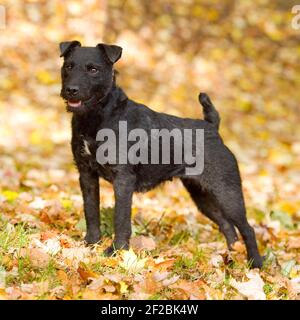 Patterdale terrier dog Stock Photo