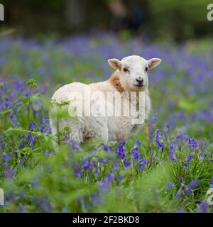 lamb in spring flowers Stock Photo