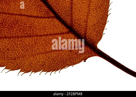extreme close up of a autumn leave  illuminated from the back Stock Photo