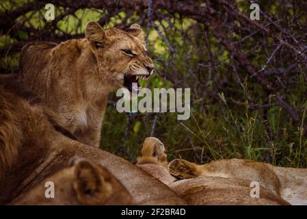 Lion Cub roaring among a pride in Kapama Game Reserve, South Africa. February 2021 Stock Photo