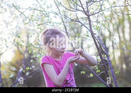 A girl walks in spring garden with blooming cherry trees in warm golden sunset light Stock Photo