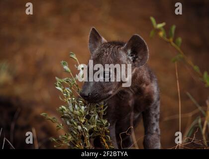 Spotted Hyena cub in the Kruger National Park, South Africa. February 2016. Stock Photo