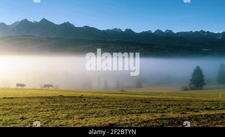 Mountain aerial, epic view. Mountains landscape with morning fog. Tatras high mountains in the sunny morning.  Alpine scenery and grazing cows. Stock Photo
