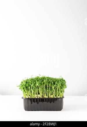 Sprouted pea sprouts in a plastic box on a white background, organic healthy microgreens Stock Photo