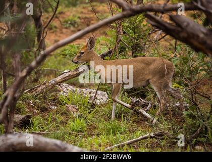 Steenbok in the bush of the Kruger National Park, South Africa. December 2020 Stock Photo