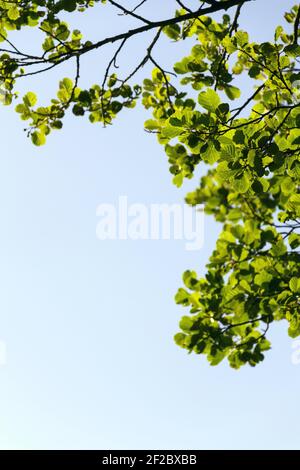 Beautiful treetops, branches with green leaves of alder trees seen underneath, copy space on clear blue sky background, sunny summer day Stock Photo