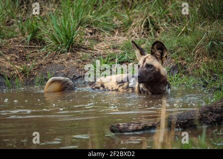 African WIld Dog taking a bath in a rain puddle at the Kruger National Park, South Africa Stock Photo