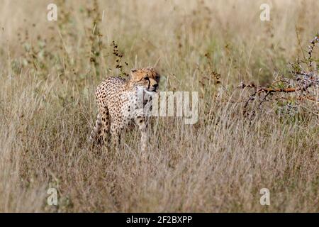 One young cheetah walking anf hunting in open grassland, Lewa Wilderness,Lewa Conservancy, Meru, Kenya, Africa Stock Photo