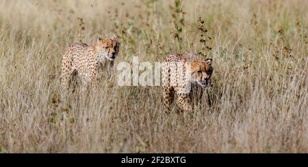 Thwo young cheetah walking anf hunting in open grassland, Lewa Wilderness,Lewa Conservancy, Meru, Kenya, Africa Stock Photo