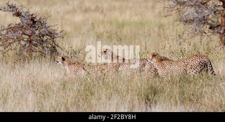 Three young cheetah walking and hunting in open grassland, Lewa Wilderness,Lewa Conservancy, Meru, Kenya, Africa Stock Photo