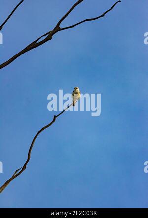 Black winged/shouldered kite on a tree perch at Rietvlei Nature Reserve, South Africa. December 2020 Stock Photo
