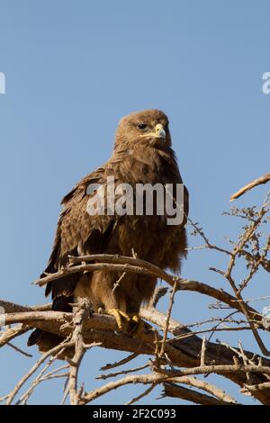 Steppe Eagle (Aquila nipalensis) perched on a dry tree in the negev desert, israel. Stock Photo