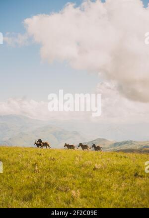 Zebra herd on a mountaintop in Malolotja Nature Reserve, Swaziland. February 2020 Stock Photo