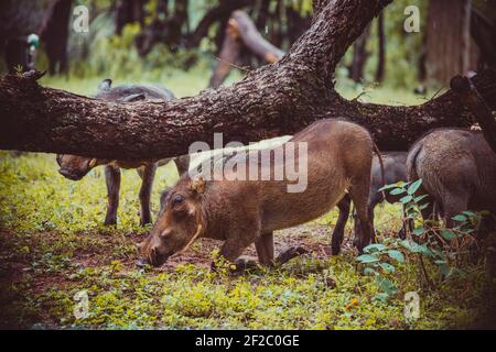 Warthogs grazing in Mabalingwe, South Africa. February 2020 Stock Photo