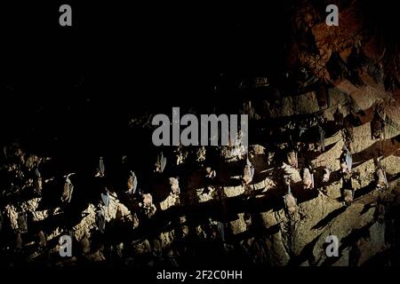 A flock of bats sleep on the ceiling in a cave. With a flashlight in the cave of bats. Stock Photo