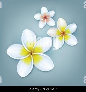 Vector tropical plant Plumeria or Frangipani flowers isolated on blue background Stock Vector
