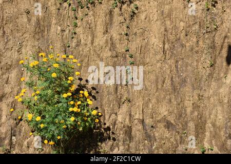 Golden Yellow Marigold with textured mud wall and hanging creeper Stock Photo