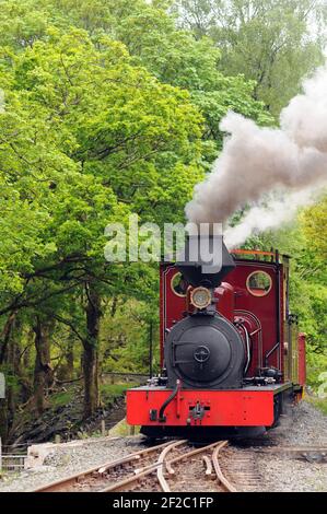 'Fiji' entering Beddgelert Station. Stock Photo