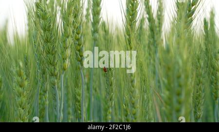 Closeup ladybugs sitting on the wheat ears or pods in sunset sky background. Unripe green wheat plants growing in large farm field. insects feeding cr Stock Photo