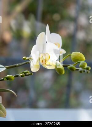Orchid plant blooming in a flower pot on the windowsill. White delicate buds and blossoms, blur window glass background, vertical closeup view Stock Photo