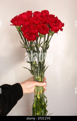 Large bouquet of red carnations in hand on a light background Stock Photo