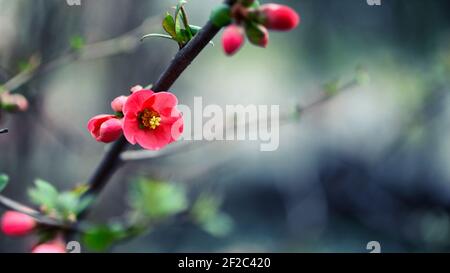 Close up of crabapple flower begonia flower blooming springtime outdoor nature Stock Photo