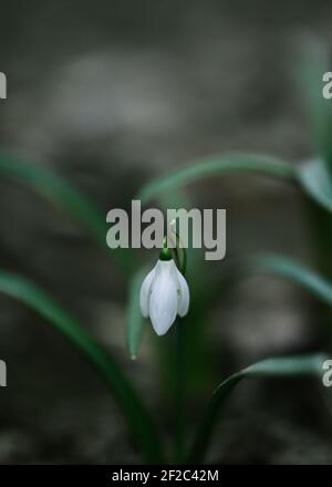 Close up of spring flower snowdrop spring time outdoor nature galanthus nivalis Stock Photo