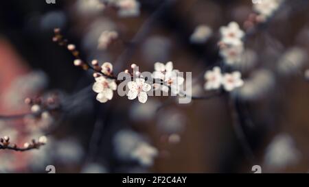 Close up of crabapple flower begonia flower blooming springtime outdoor nature Stock Photo