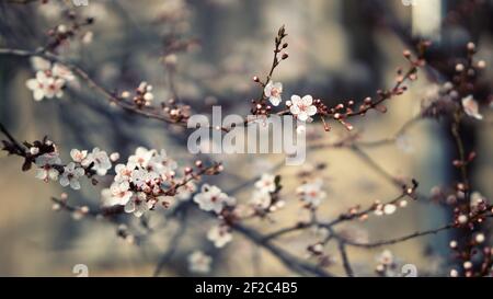 Close up of crabapple flower begonia flower blooming springtime outdoor nature Stock Photo