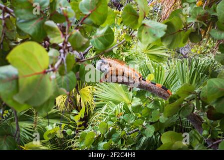 Male iguana among tropical vegetation Stock Photo