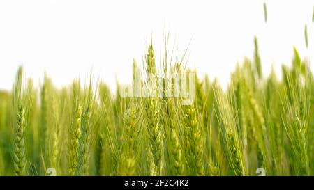 Closeup of the Wheat plants ear or pods in sunset sky background. Unripe green wheat plants growing in large farm field. insects feeding crops in rura Stock Photo