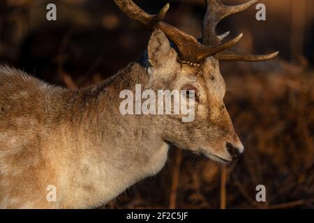 Fallow Deer Stag (Dama dama) Stock Photo
