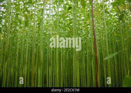 Arrange jute in the field of green jute. Row upon row of jute. Images are in high-resolution backgrounds. Stock Photo