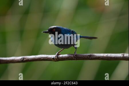 Closeup macro of a masked flowerpiercer Diglossa cyanea blue tanager bird wildlife sitting on a tree branch in Valle del Cocora Valley Salento Quindio Stock Photo