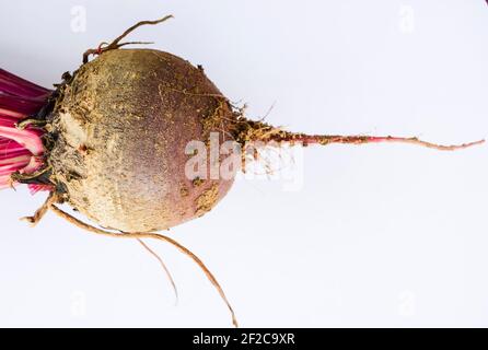 Red beet root vegetable freshly plucked from kitchen garden farm backyard. female woman person holding Fresh beetroot vegetanle plant from root to lea Stock Photo
